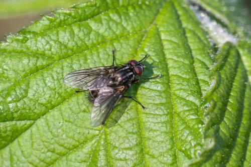 Helina sp.